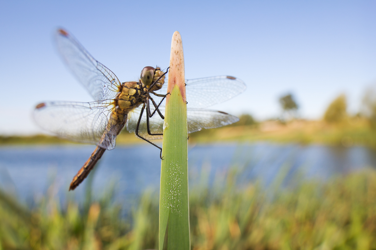 Common Darter wideangle 2